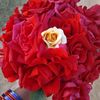 shilabristy46