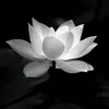 hongochan_136