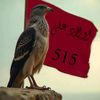 ziad60624