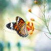 butterfly5583