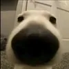 tngocc_dthh