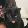 vanii_afdr