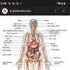 anatomyzone4
