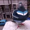 jorgy775