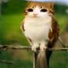 tinkiwinkiloll