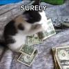 moneyspreadcat