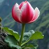 shah.said84