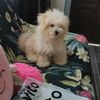 maddychichay