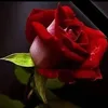 nors.c11qq