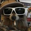 walter_raccoon