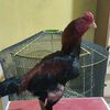 anak.barru777