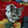 nurul.faudiyah