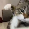 huybeans
