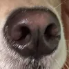 manafhcz8az