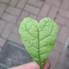 gengarek_genziara