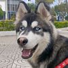 apolo.el.husky.siberiano