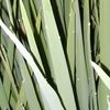 parhan_112