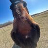 horses4296