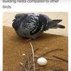 squiggles50