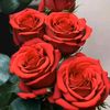 amirkan.salar
