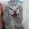 _xyz.meow13