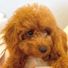 muffin__cavoodle
