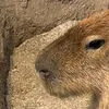 poupouunch