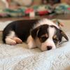 Vex the Corgi