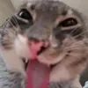 caccung_2k13