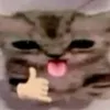 drip_and_lookmaxing_cat