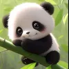 han.tran410