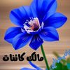 kashmir.khan597