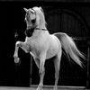 yazeed_xsx