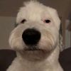 doge_1803