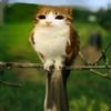 gato_lover03