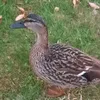 smuooger