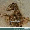 lapiacaribea