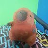pepitoelcapibara3