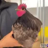 il.mio.pollaio