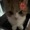 Cad