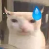 c0nnkangkeoo