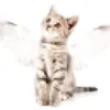 kittysarcia