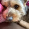 cecealambert