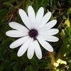 silvadulce.botelh