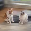 simba24koko