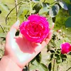 fatima.ali378