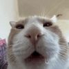 hi266272