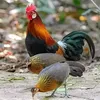 wildchickenfarm