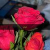 user4161787520680