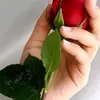 🌹🌹تموزنت🌹🌹